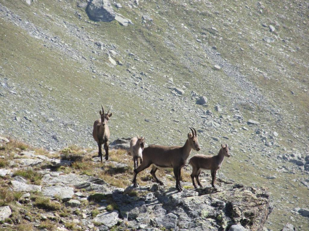 Miramonti Hotel Valtournenche Eksteriør billede